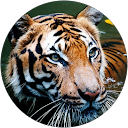 navas roshan profile picture